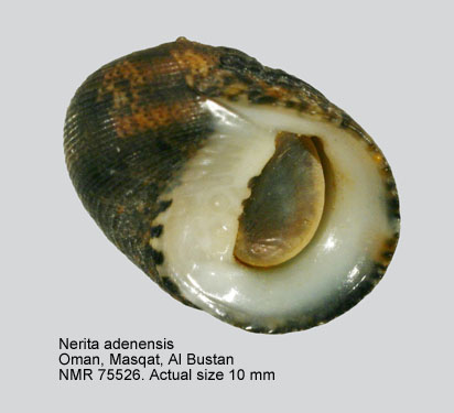 Nerita adenensis.jpg - Nerita adenensisMienis,1978